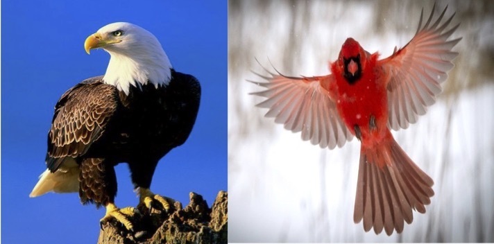 Brown and White Eagle resting on rock on the left and Red Cardinal expanding its wings on the right